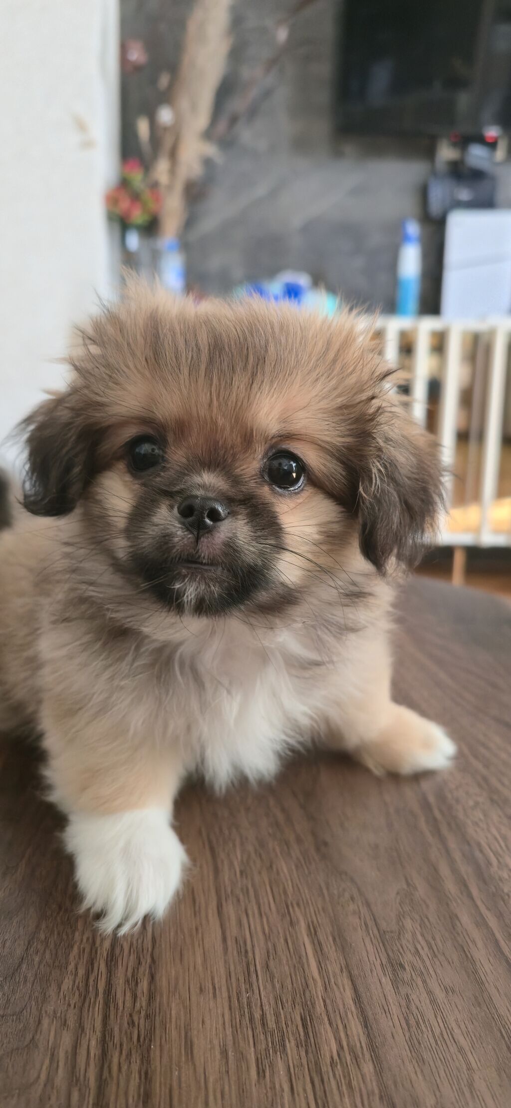 Pekines, 3 ay, Peyvəndli — Köpəklər, Masazır (6)