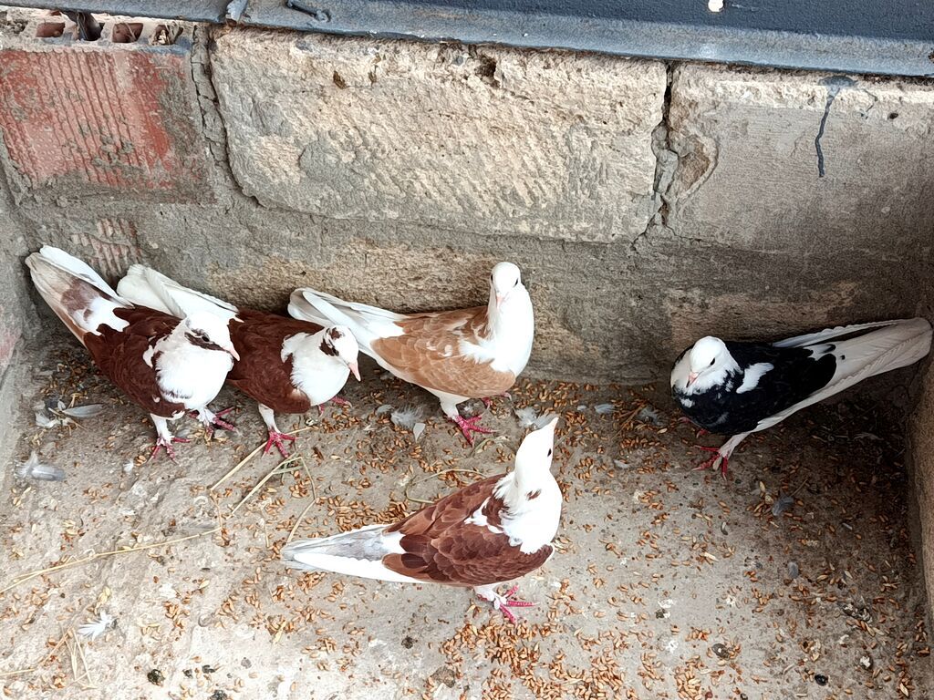 Salam Qusdar tergidilir qiymət üçün yazilib her cütlüyün öz — Göyərçin, Saatlı (4)
