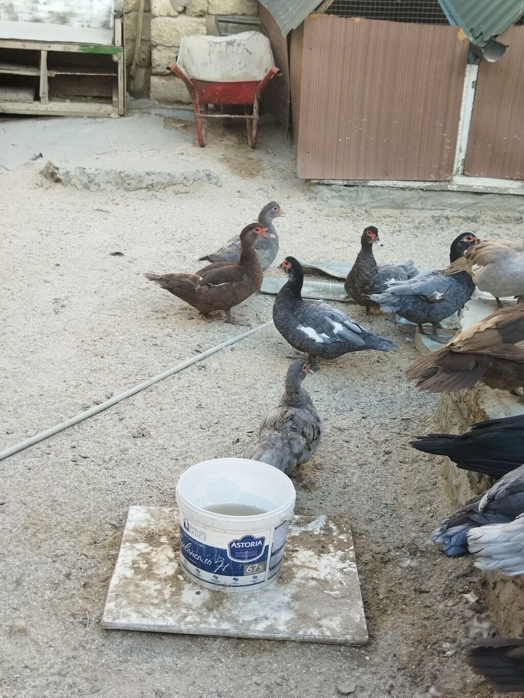 Lal ördəklər krasnadar macar zümrüd lavanda super heyvanlardı — Digərləri, Bakı (4)