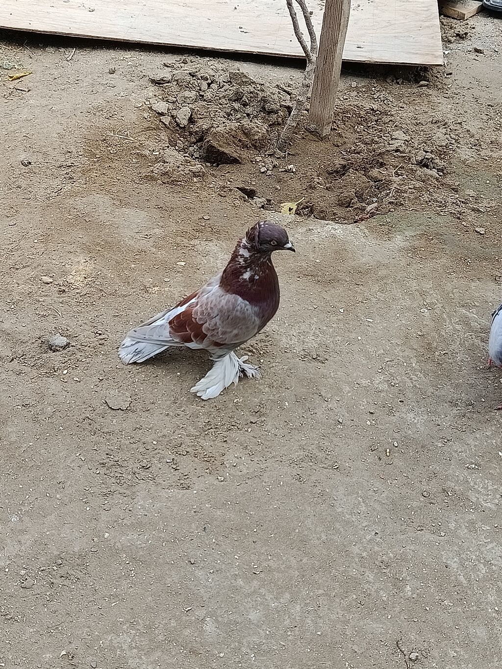 Mor erkeydi roal alici narahat elesin — Göyərçin, Sumqayıt (7)