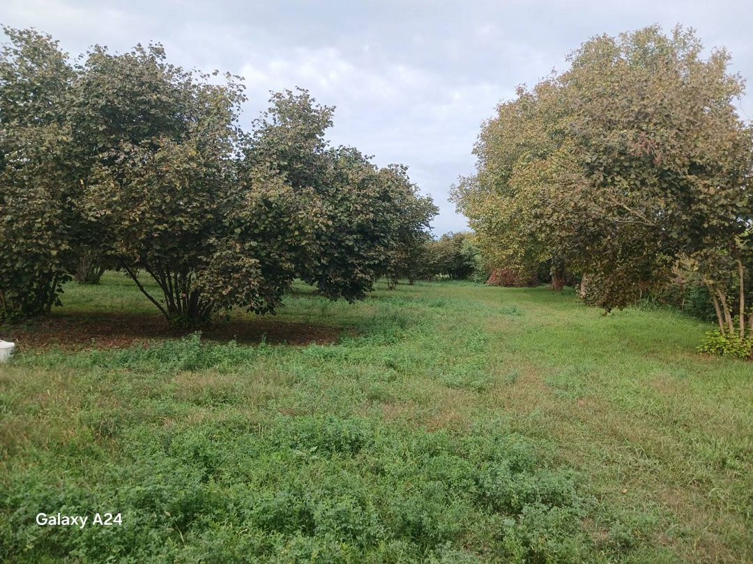 Satılır torpaq 190 sot — Torpaq, Zaqatala (11)