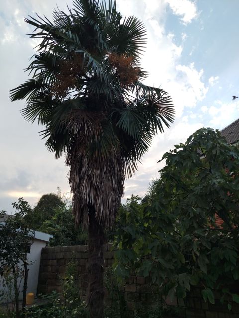 Palma – Yelpiyarpaq (Trachycarpus fortunei) - Hündürlüyü: 9 metr — Lənkəran