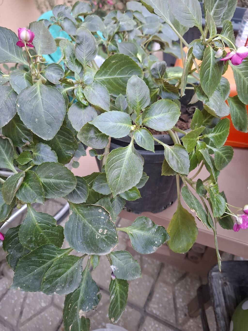 Impatiens (Balsamin) saksı gülü – canlı çəhrayı çiçəklərlə - Bitki — Qapı bitkələri, Bakı (3)