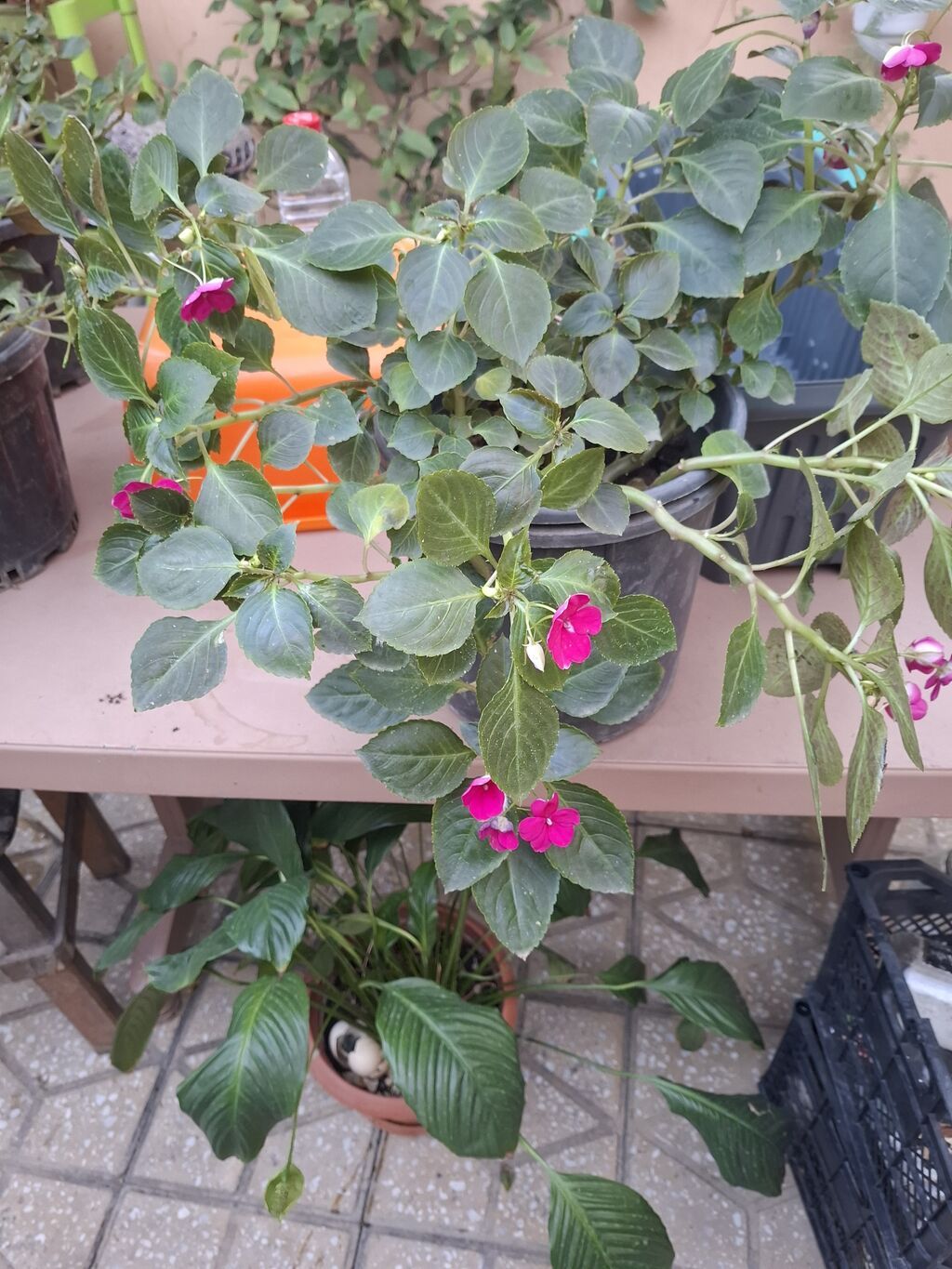 Impatiens (Balsamin) saksı gülü – canlı çəhrayı çiçəklərlə - Bitki — Qapı bitkələri, Bakı