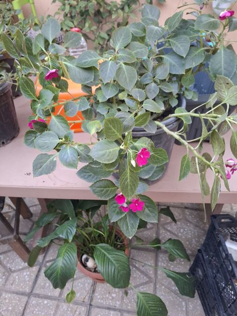 Impatiens (Balsamin) saksı gülü – canlı çəhrayı çiçəklərlə - Bitki — Bakı