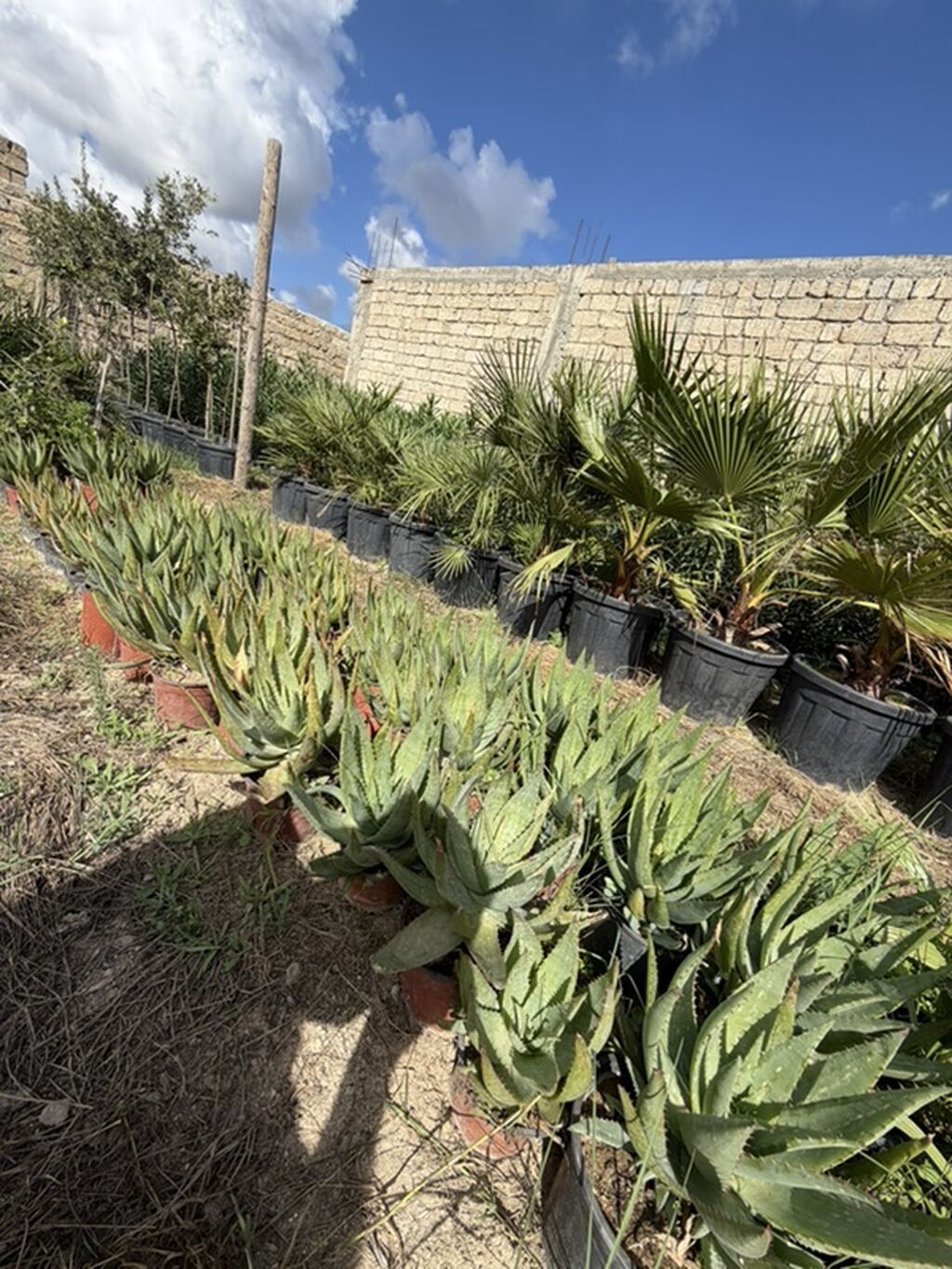Aloe vera 50 ədəd var. Tək tək 5 manat topdan 4 manat. Ünvan Binə — Bitkilər, Bakı