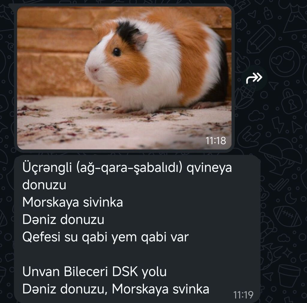 Salam her vaxtiniz xeyir olsun deniz donuzu satilir qefesi iyle birge — Digər heyvanlar, Bakı (2)