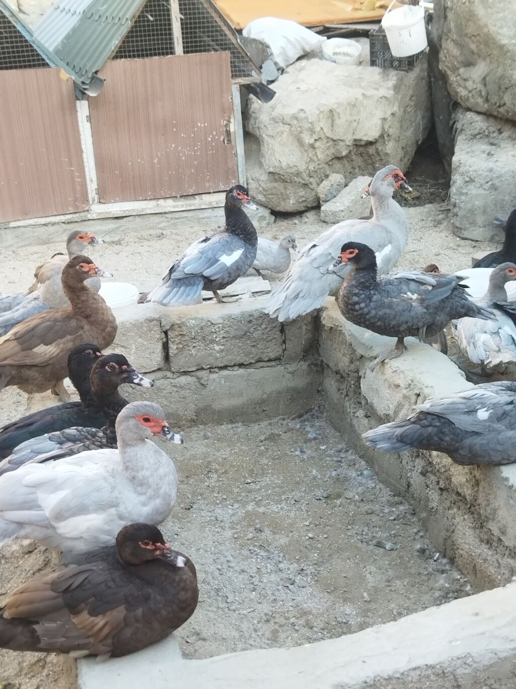 Lal ördəklər krasnadar macar zümrüd lavanda super heyvanlardı — Digərləri, Bakı