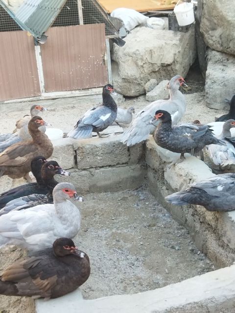 Lal ördəklər krasnadar macar zümrüd lavanda super heyvanlardı — Bakı