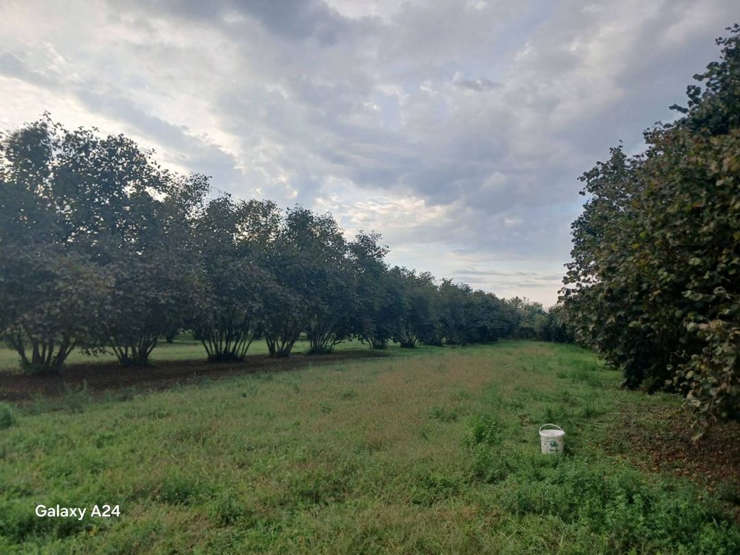 Satılır torpaq 190 sot — Torpaq, Zaqatala (7)