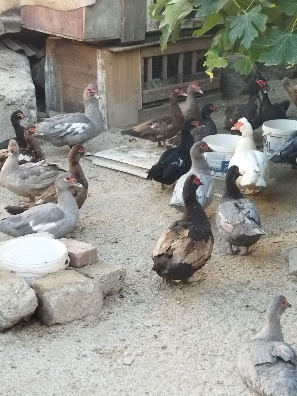 Lal ördəklər krasnadar macar zümrüd lavanda super heyvanlardı — Digərləri, Bakı (6)