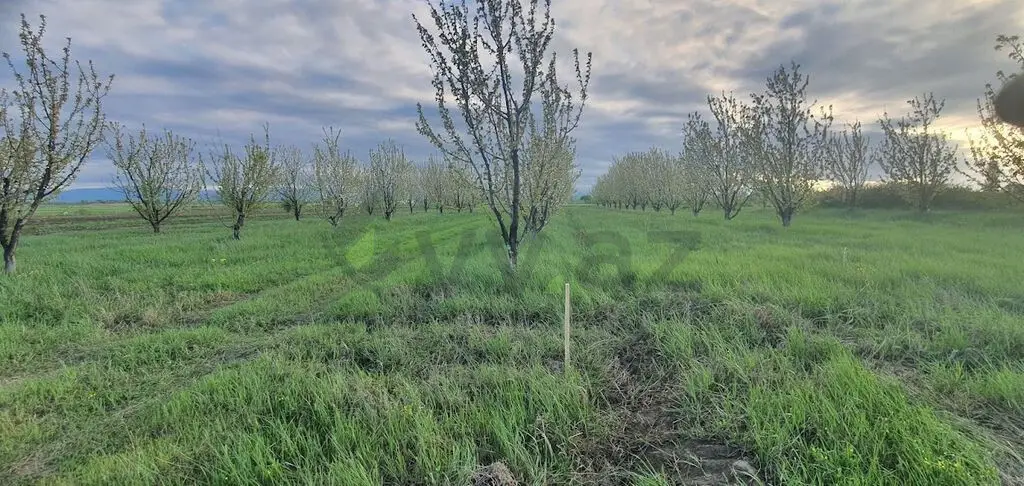 235 sot Torpaq Satılır, Xaçmaz — Torpaq, Xaçmaz (2)