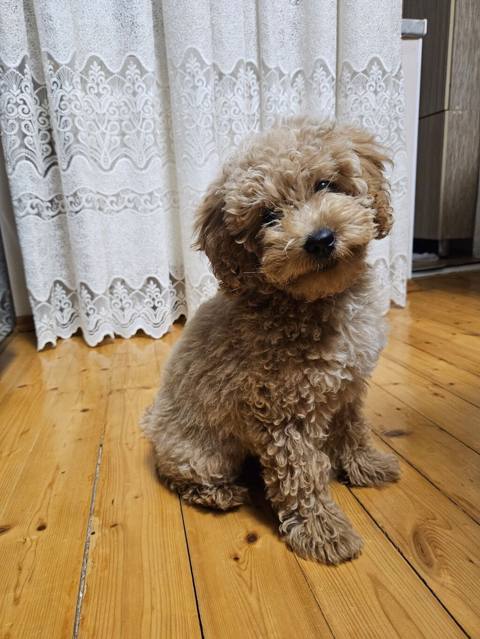 Pudel, Dişi — 450 ₼ · Bakı, Nərimanov · Köpəklər Pudel, Dişi — Bakı
