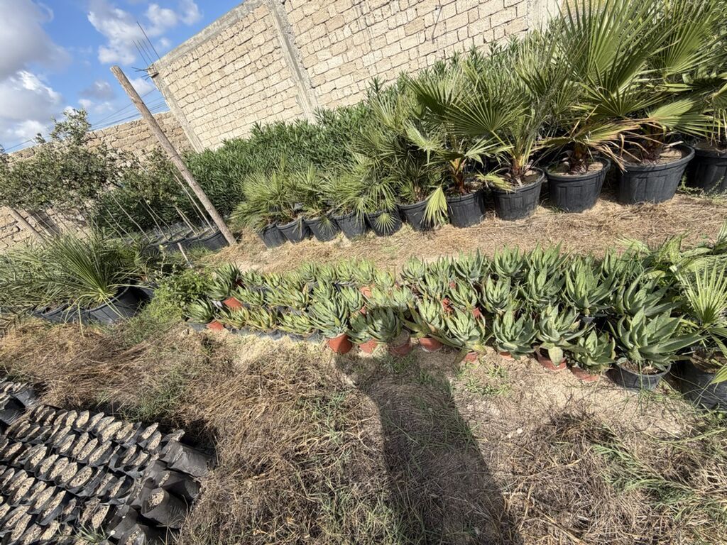 Aloe vera 50 ədəd var. Tək tək 5 manat topdan 4 manat. Ünvan Binə — Bitkilər, Bakı (4)