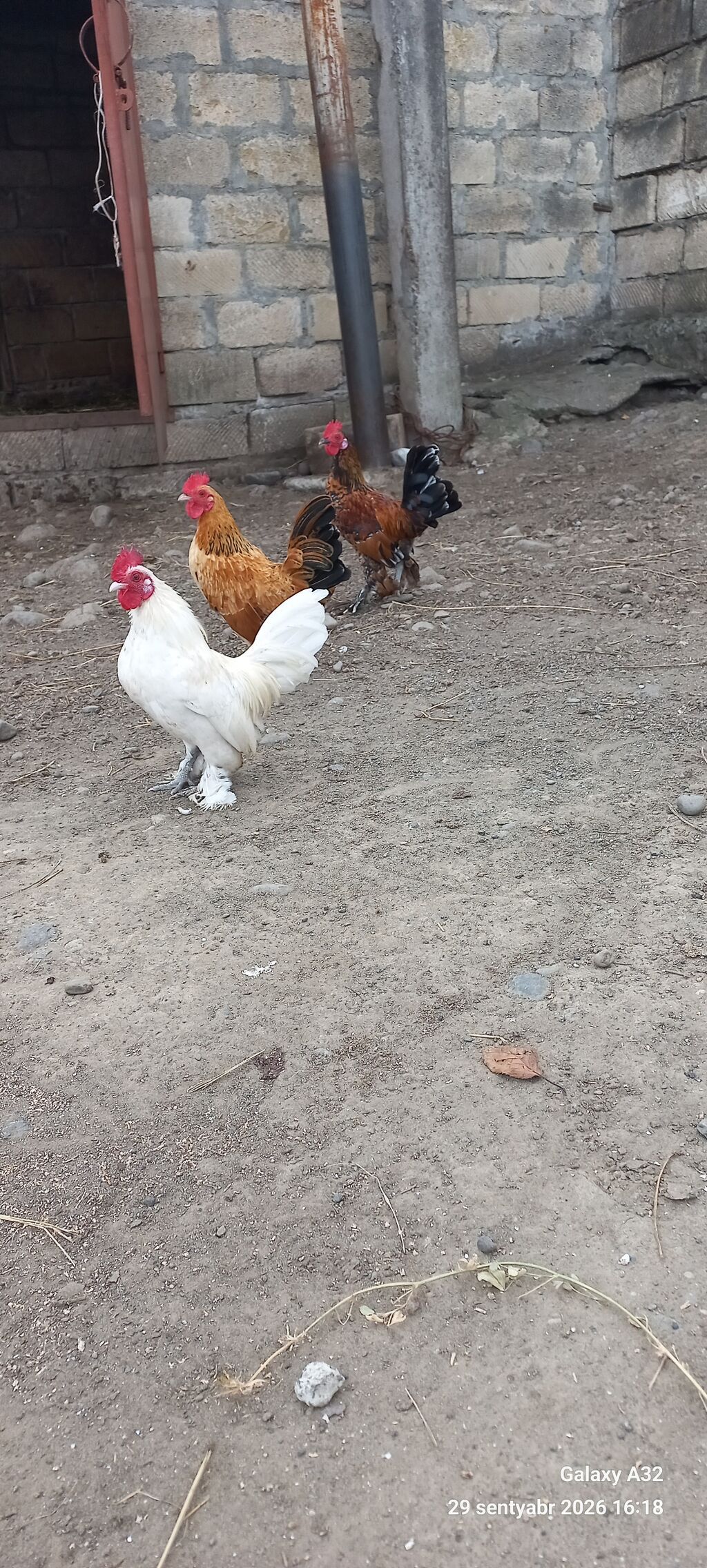 Tam sağlam 6 aylıq cır yaponkalar.Unvan Lənkəran Bakıya 20yanvara və — Toyuq və xoruz, Lənkəran (3)
