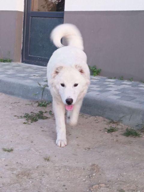 Samoyed, 9 ay, Dişi — Digah