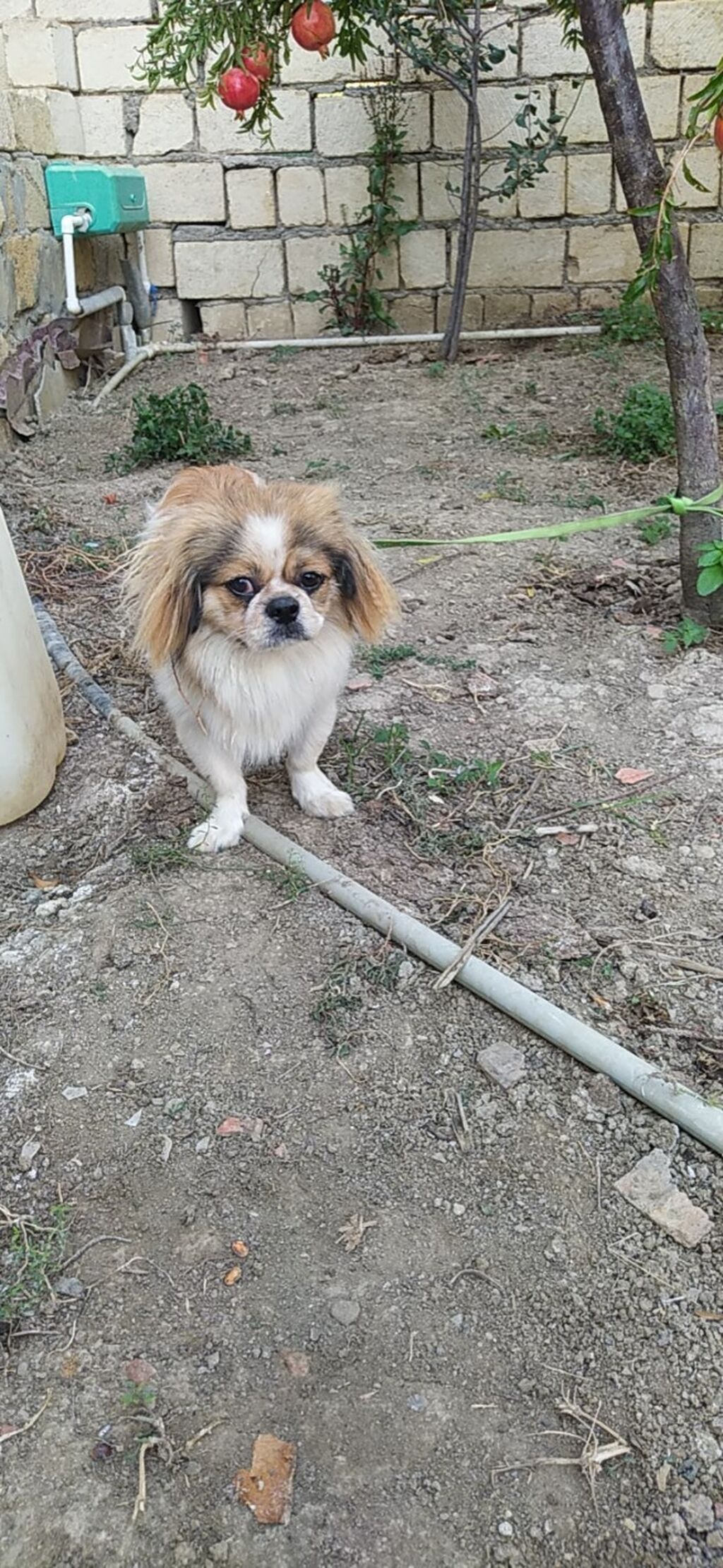 Pekines, 11 ay — Köpəklər, Digah (4)