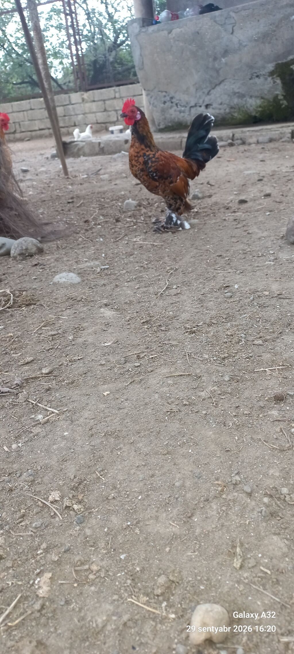 Tam sağlam 6 aylıq cır yaponkalar.Unvan Lənkəran Bakıya 20yanvara və — Toyuq və xoruz, Lənkəran (8)