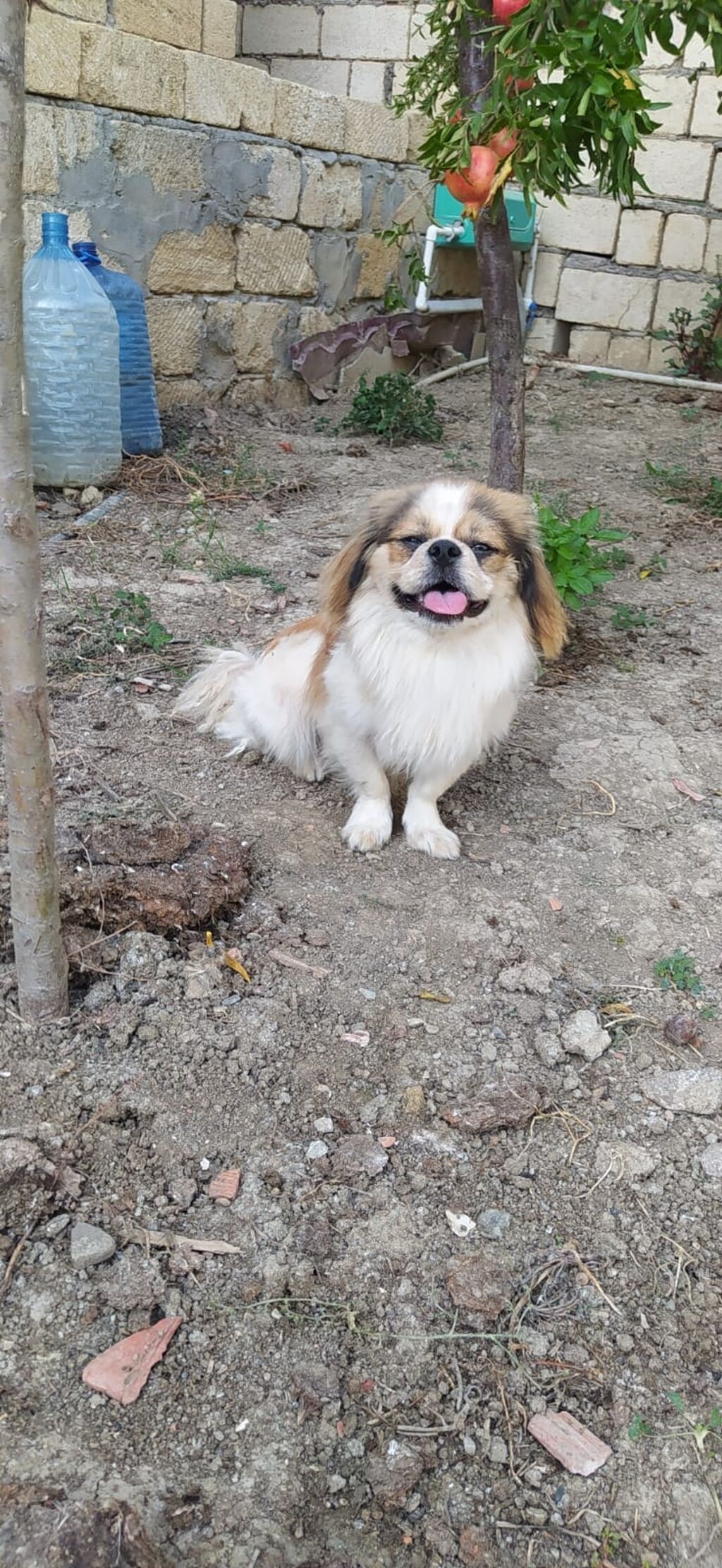 Pekines, 11 ay — Köpəklər, Digah