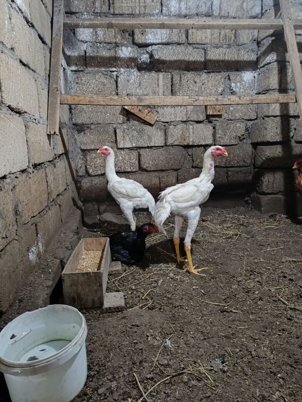 O shamo beyratilari.Qiymet 100-250 manat arasi deyisir.Sumqayit — Digərləri, Sumqayıt (4)