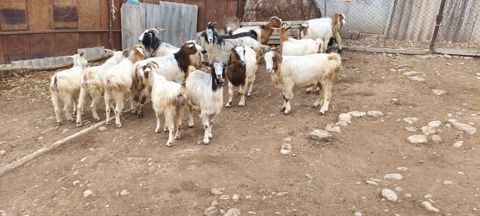 Bu keçilər satılır sağlam təmiz keçilərdi Təmiz hələb təkəsinnən — İsmayıllı