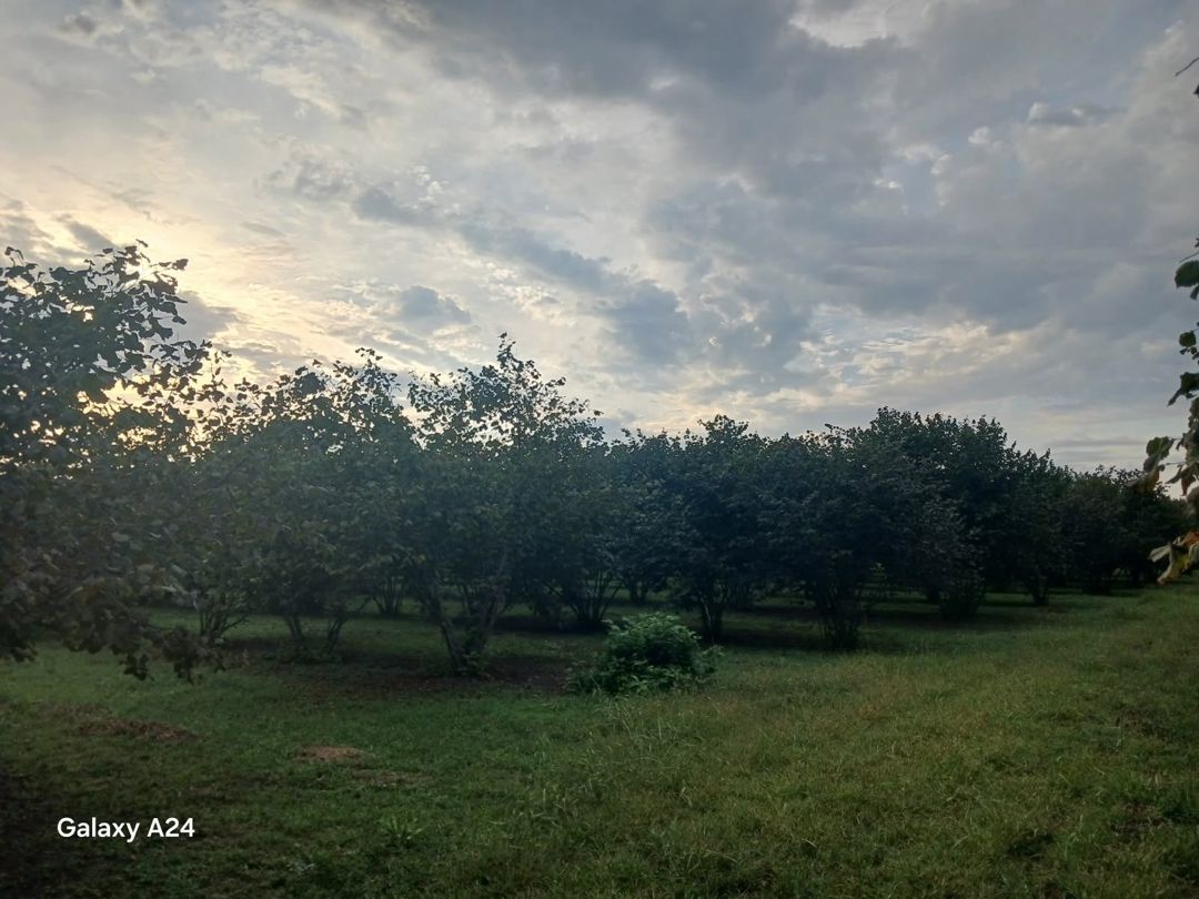 Satılır torpaq 190 sot — Torpaq, Zaqatala (6)