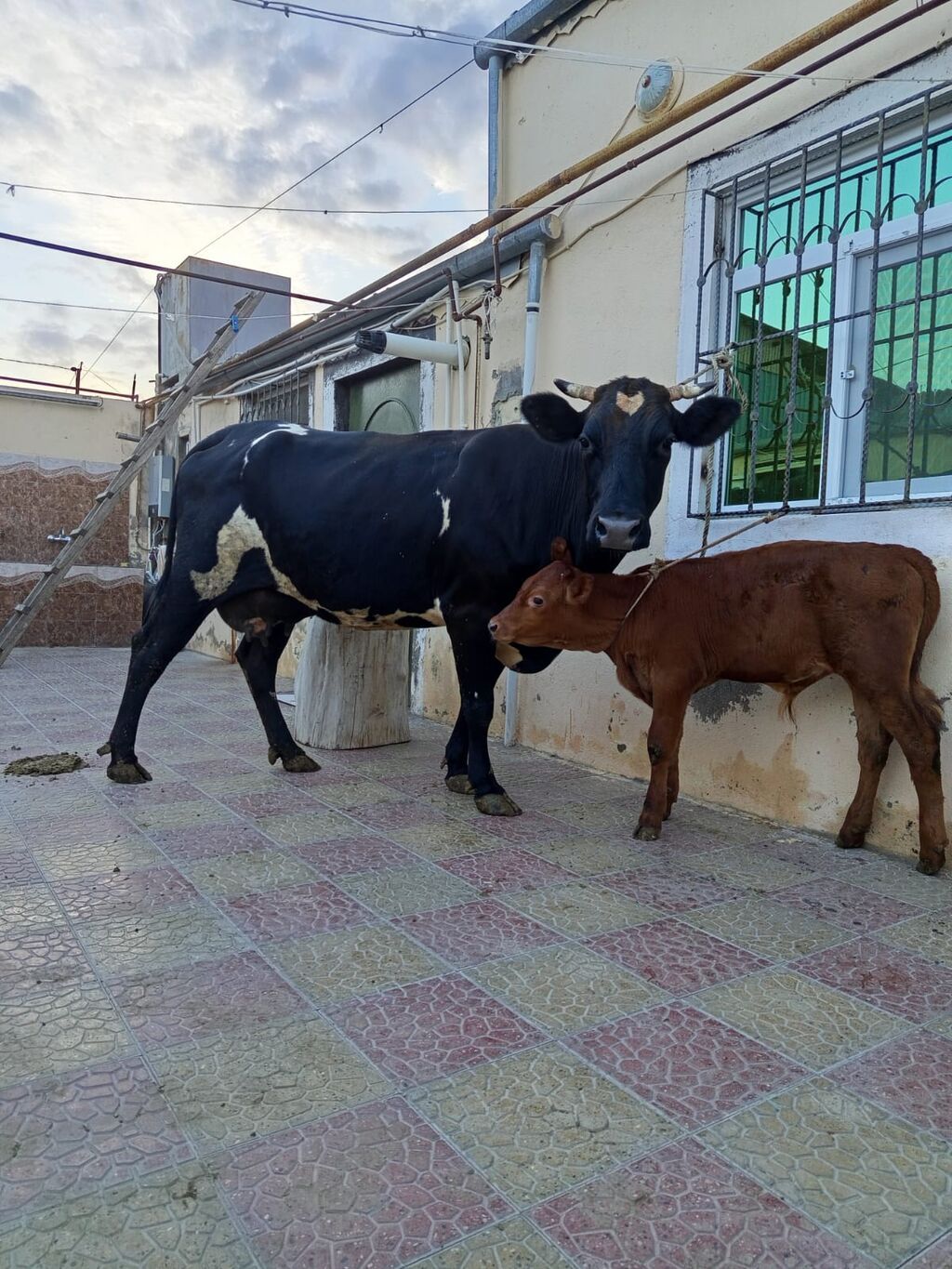 2ci qarna balali duye 2 aydi dogub balasi erkeydi sudu 18 lit elnende — Kənd təsərrüfatı heyvanları, Bakı (4)