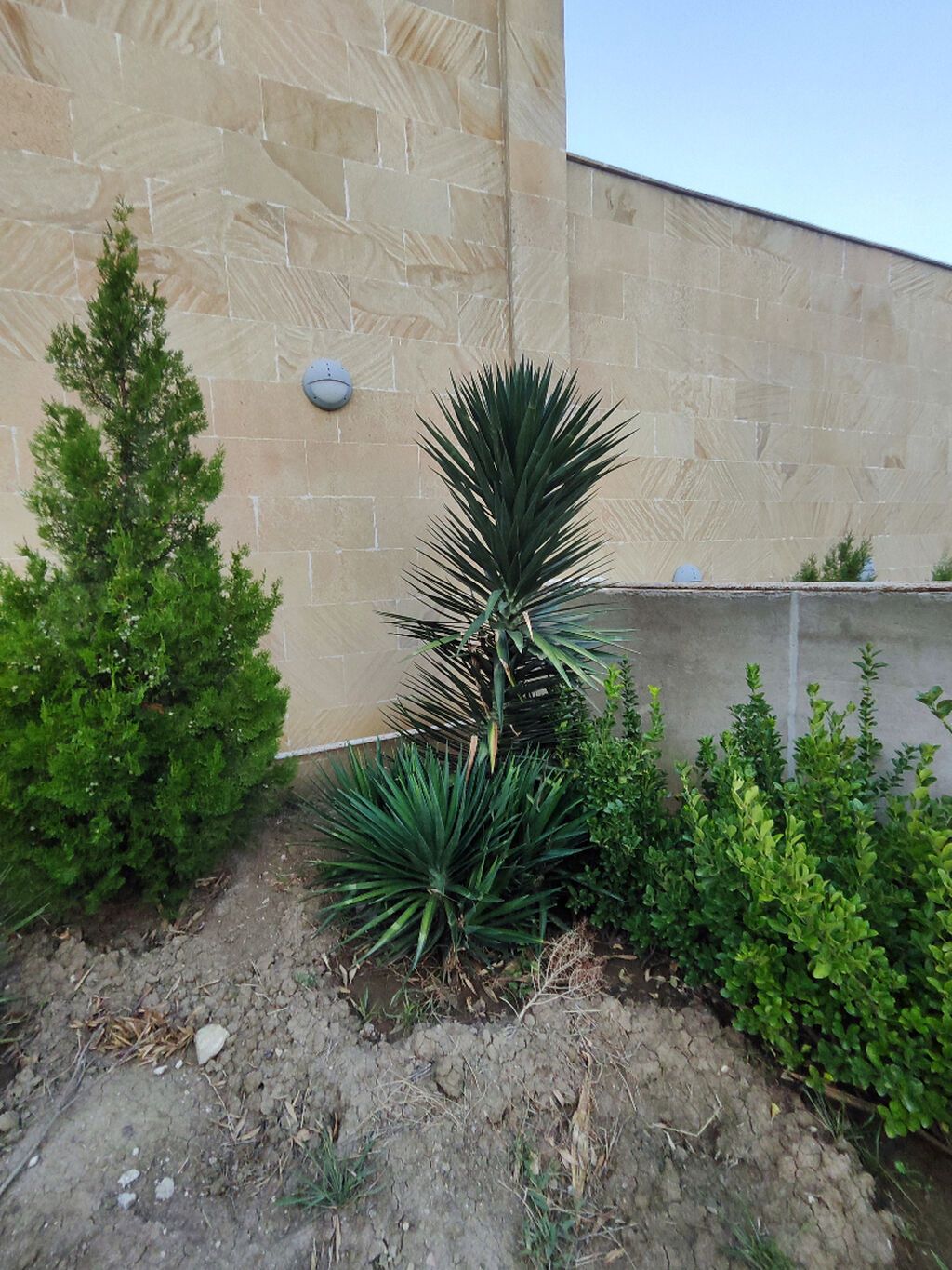 Yucca: hətta yeni başlayanlarla birlikdə gedən sərt gözəllik. Bütün — Ağaclar və fidan, Bakı (5)