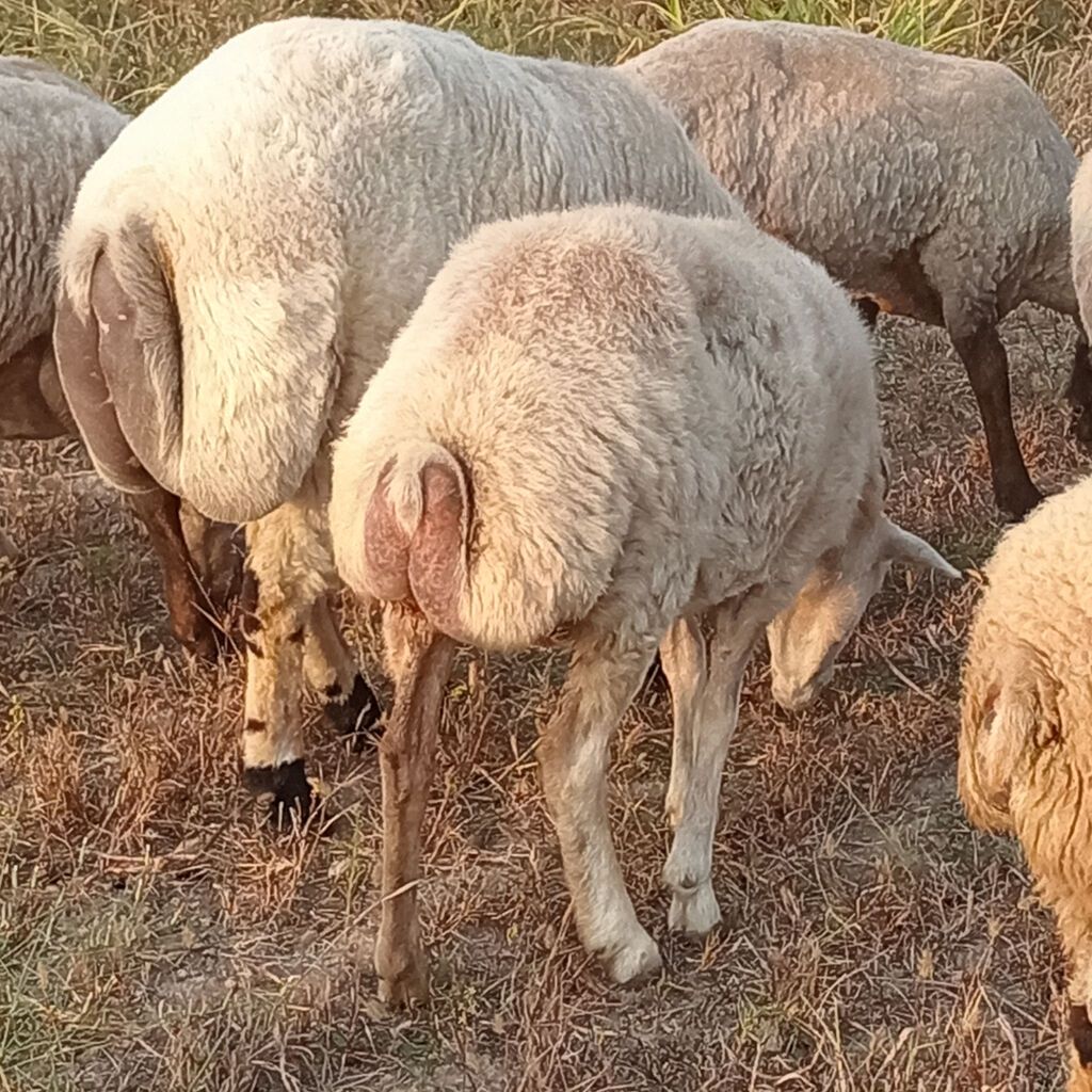 1erkey toxlu yaw yarimliq 3 eded de ana qoyun 2cavan biri orta yawli — Kənd təsərrüfatı heyvanları, Oğuz (2)