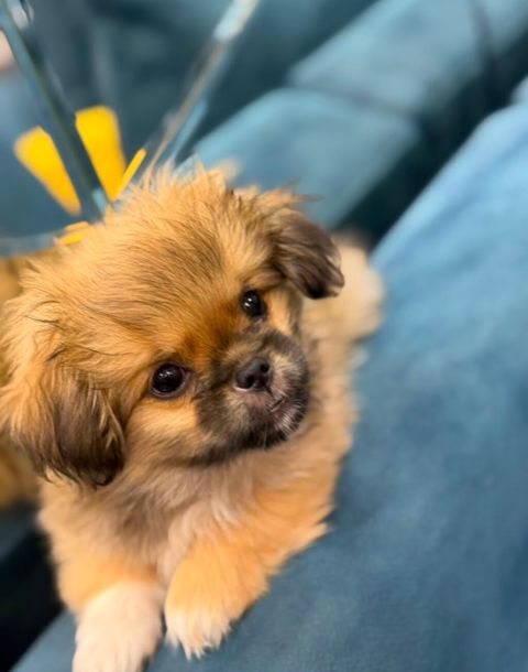 Pekines, 3 ay, Peyvəndli — Masazır