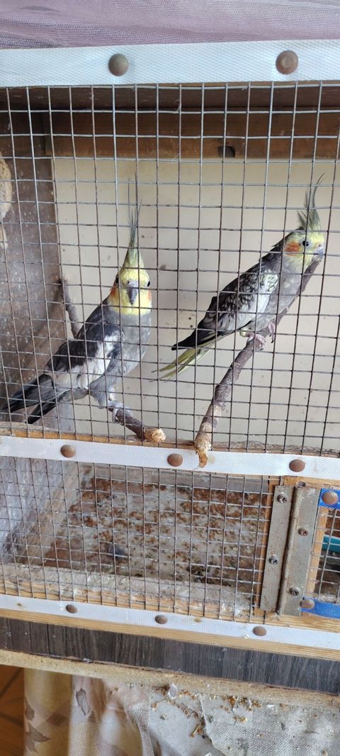 Nimfa (Cockatiel) cütü – boz-sarı rəng çalarlarında, yanaqlarda — Bakı