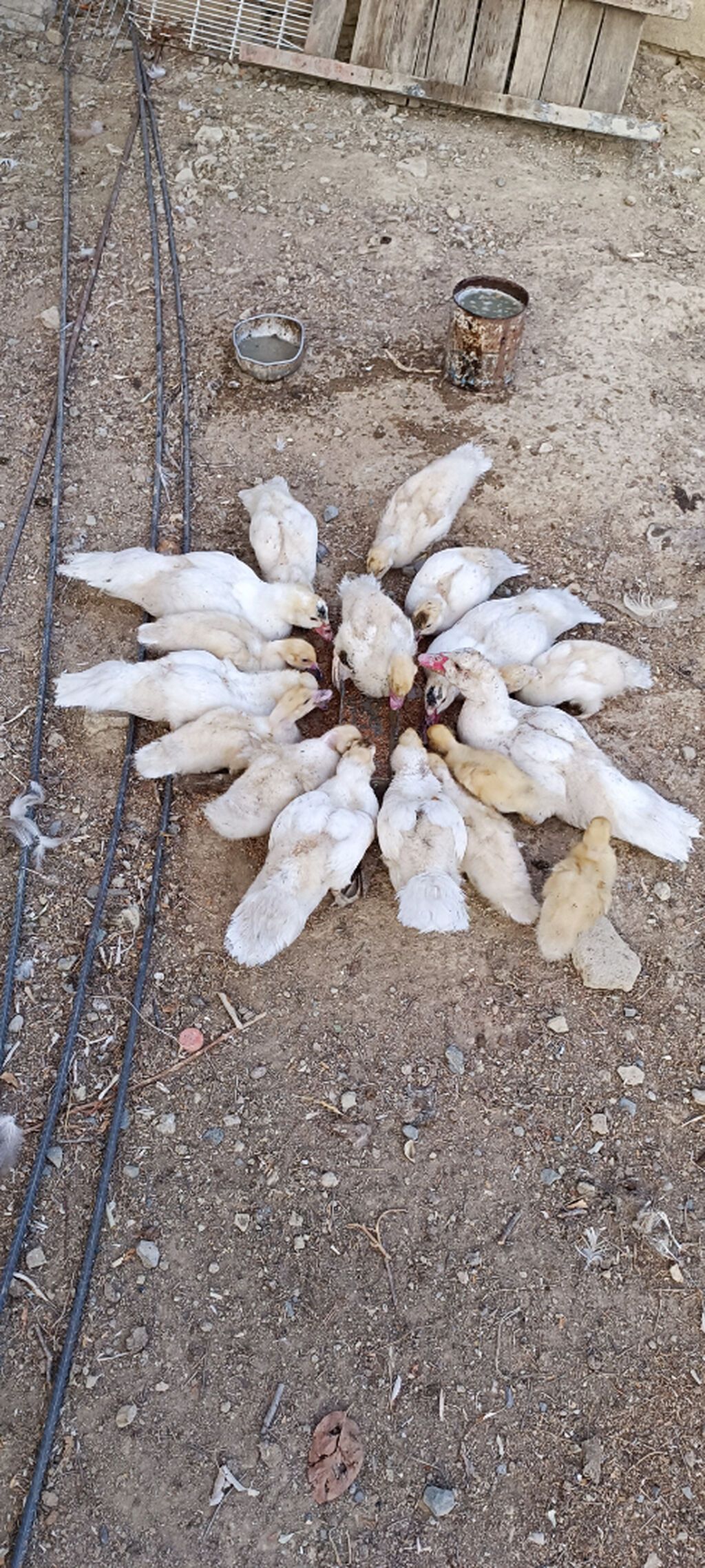 17 eded hami 200azn unvan Saray qesebesi — Digərləri, Saray