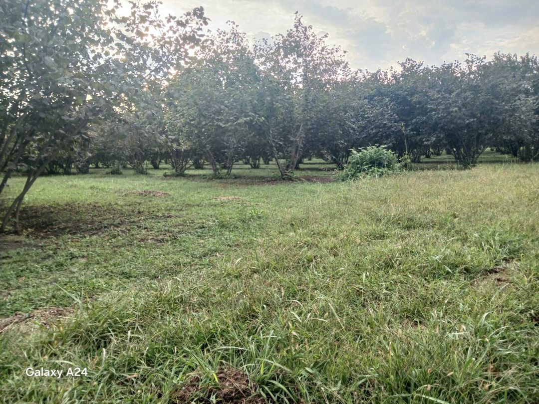 Satılır torpaq 190 sot — Torpaq, Zaqatala (9)