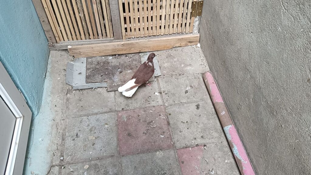 Ağ quyruğ qızğın erkeydi ünvan Biləcəri — Göyərçin, Bakı