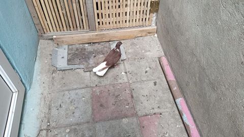 Ağ quyruğ qızğın erkeydi ünvan Biləcəri — Bakı