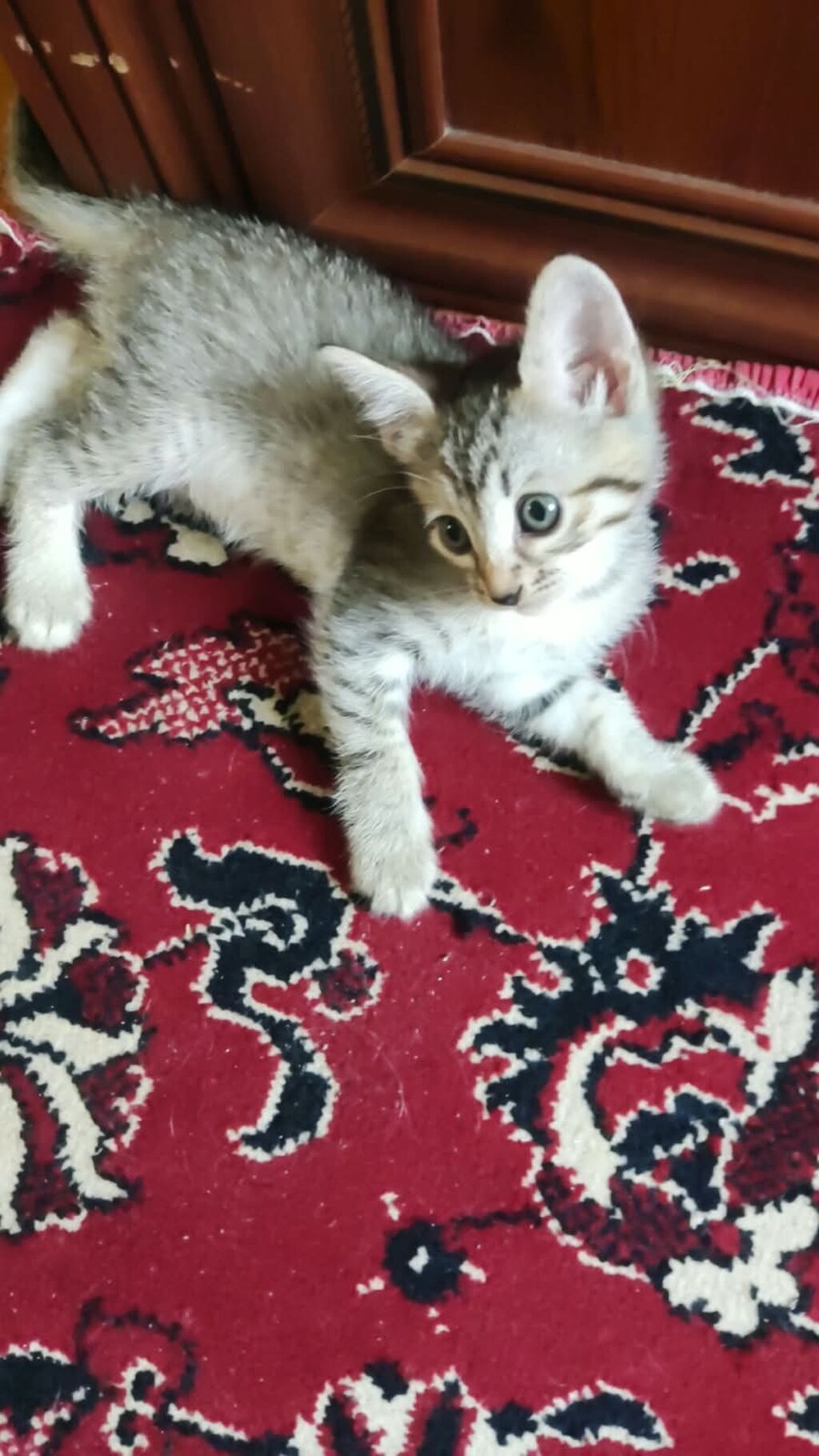 Tabbi, Yaxşı əllərə — Pişiklər, Bakı (9)