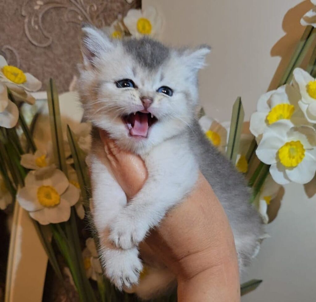 Şinşilla — Pişiklər, Bakı