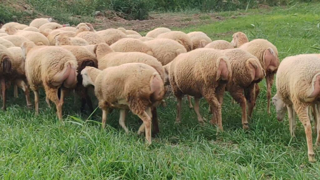 Qoyun sürüsü – süd və ət istiqamətli dişi heyvanlar - Növ: yerli — Kənd təsərrüfatı heyvanları, Beyləqan (9)