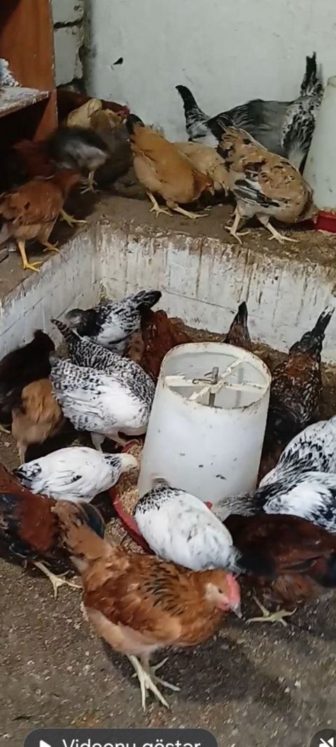 Toyuqlar satılır. vaksin olunublar. hövsan kəndi kənd şəraitində təbii — Bakı