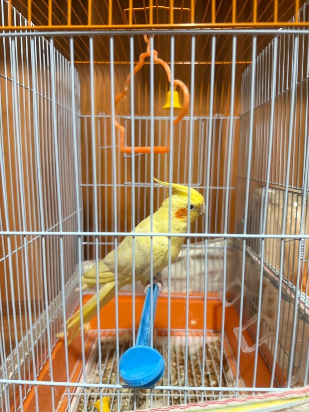 Növ: Nimfa (Cockatiel) – sarı rəng popuqay qefesle birlikte satilir — Digərləri, Bakı (6)