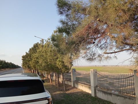 Satılır torpaq 90 sot — Gəncə