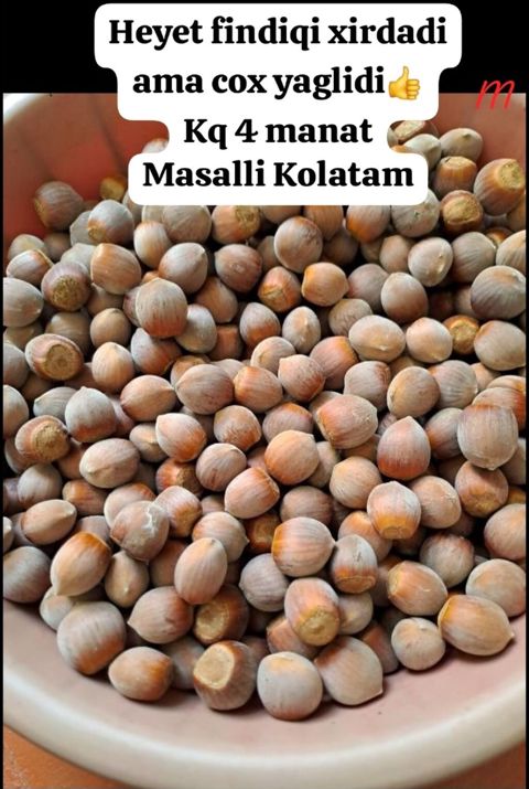 Məhsul: Həyət fındığı (qabıqlı) - Növ: Xırda dənəli, çox yağlı — Masallı