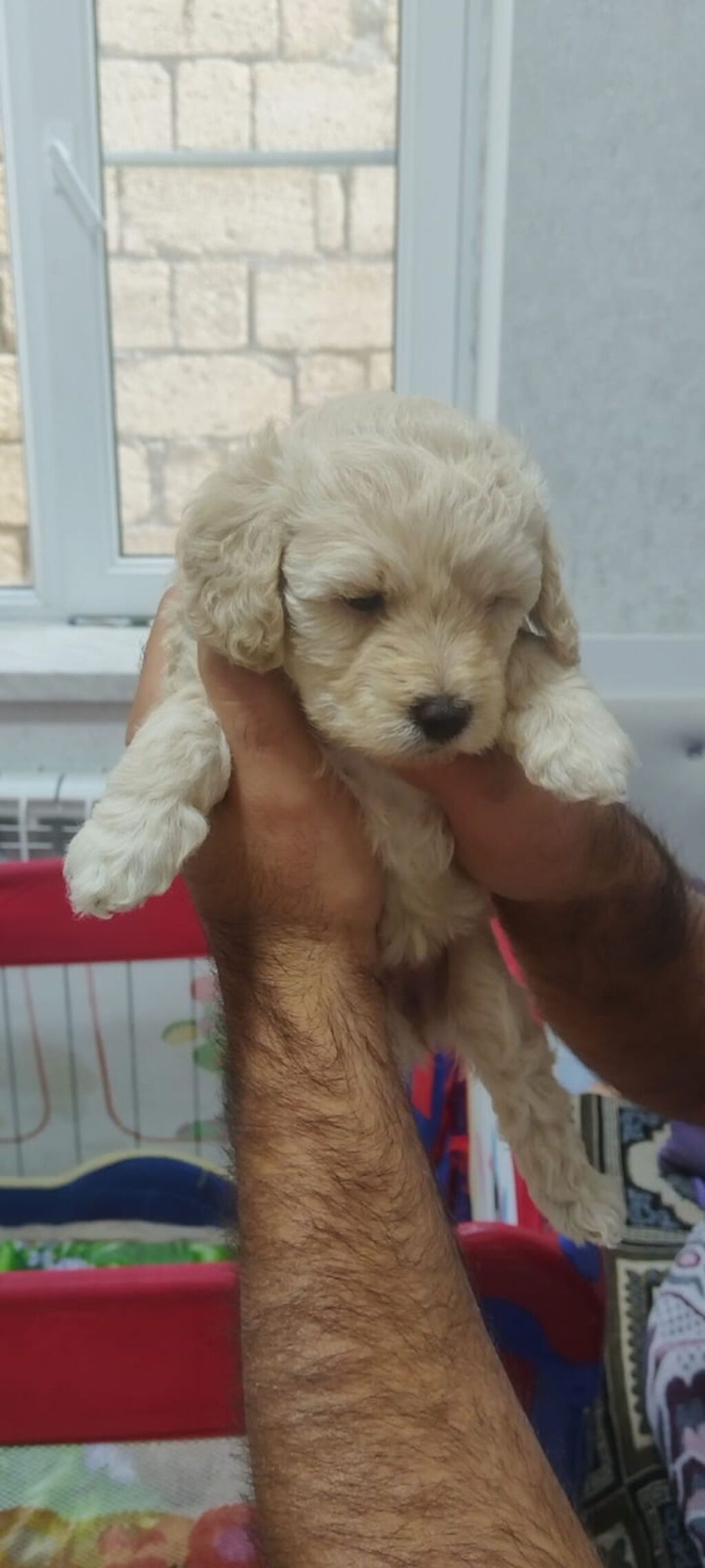 Pudel, 1 ay — Köpəklər, Bakı (4)