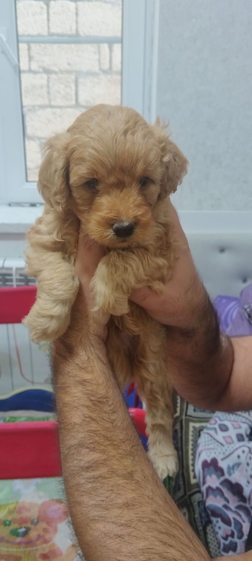 Pudel, 1 ay — Köpəklər, Bakı (6)