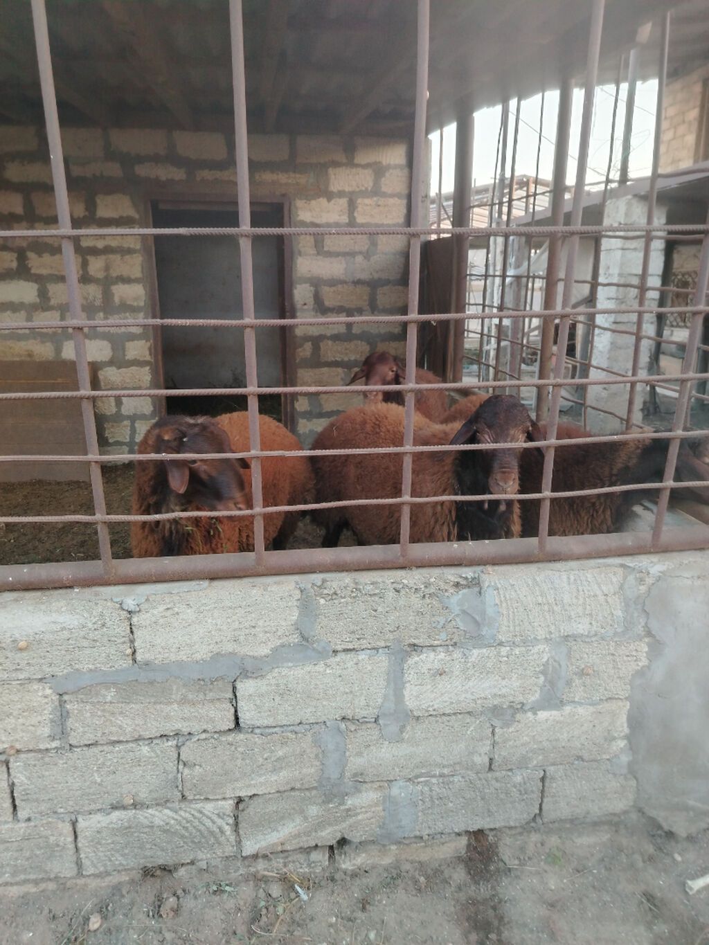 Qala cinsi qoçluq toğlular satılır 4 ededdir.Diri çəkisi təqribi 70-75 — Digər heyvanlar, Bakı (3)