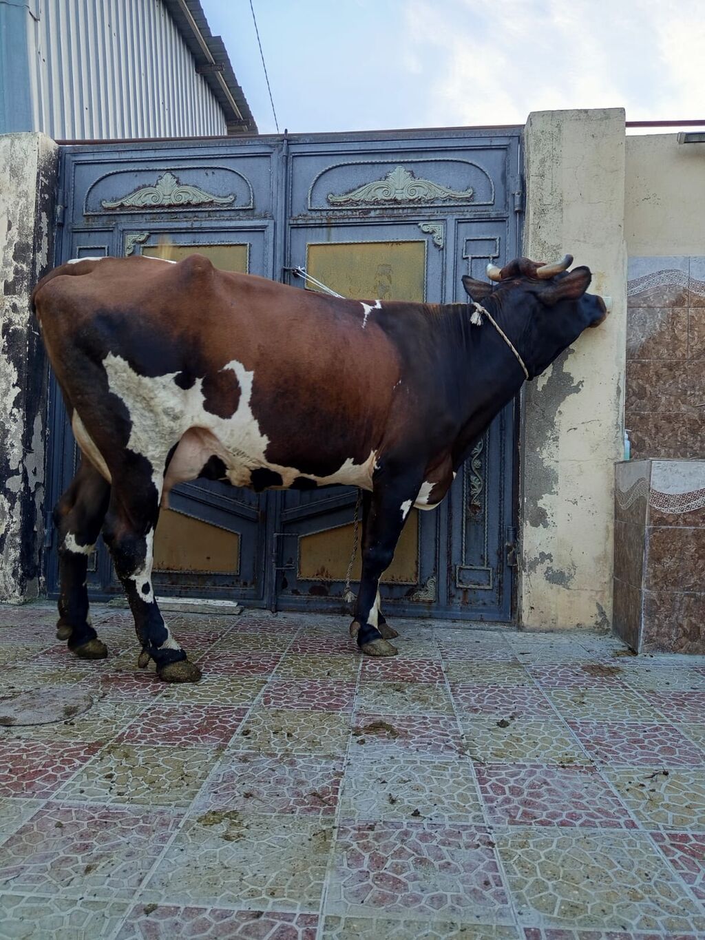 2 ci qarna balali duye sudu 18 litr .mayin 14 du dogub balasi erkeydi — Kənd təsərrüfatı heyvanları, Bakı (5)