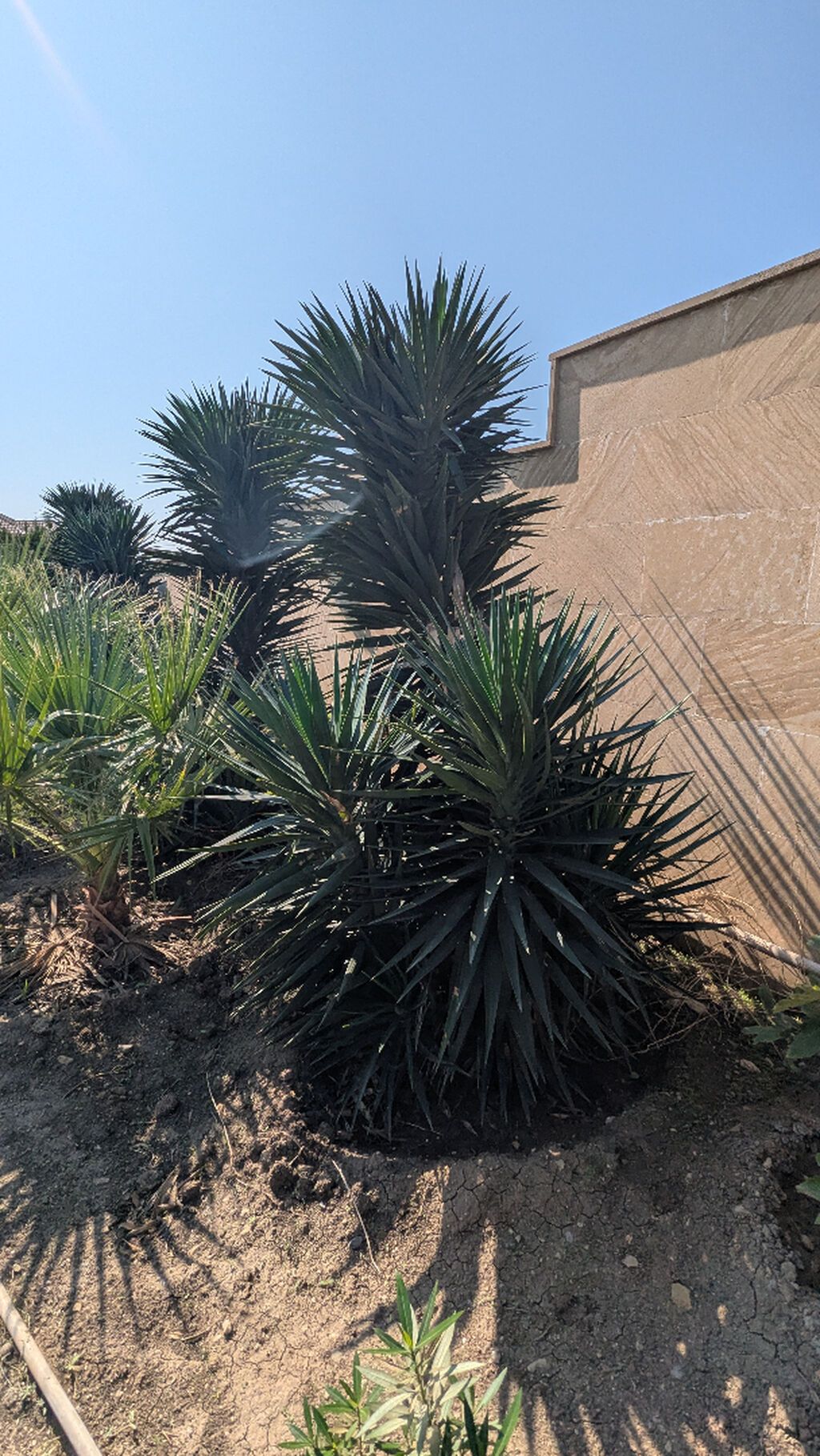 Yucca: hətta yeni başlayanlarla birlikdə gedən sərt gözəllik. Bütün — Ağaclar və fidan, Bakı (10)