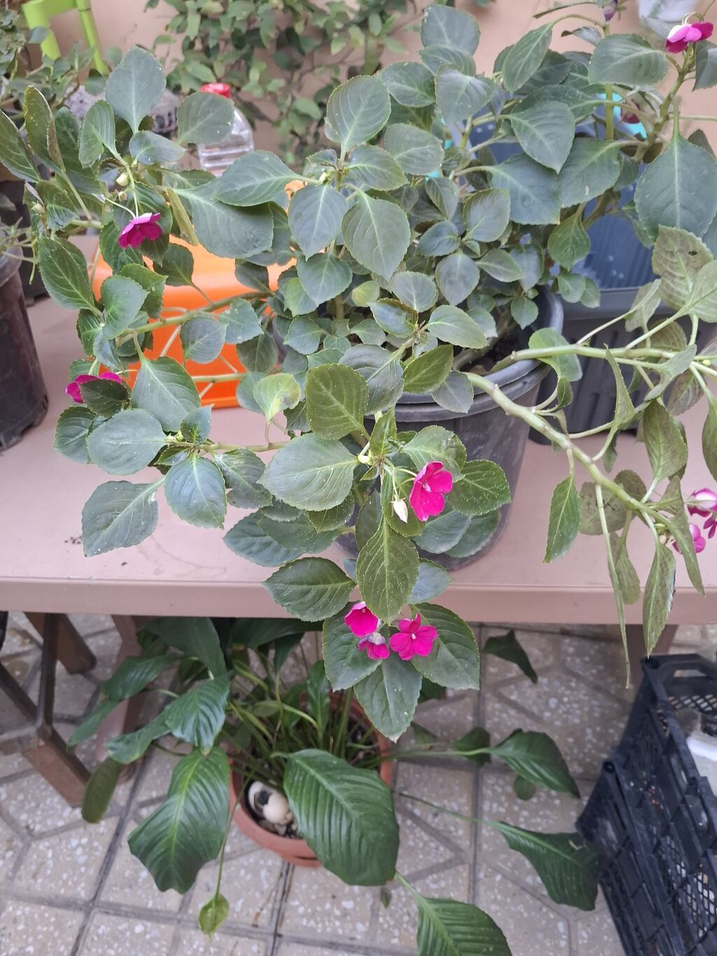 Impatiens (Balsamin) saksı gülü – canlı çəhrayı çiçəklərlə - Bitki — Qapı bitkələri, Bakı (2)
