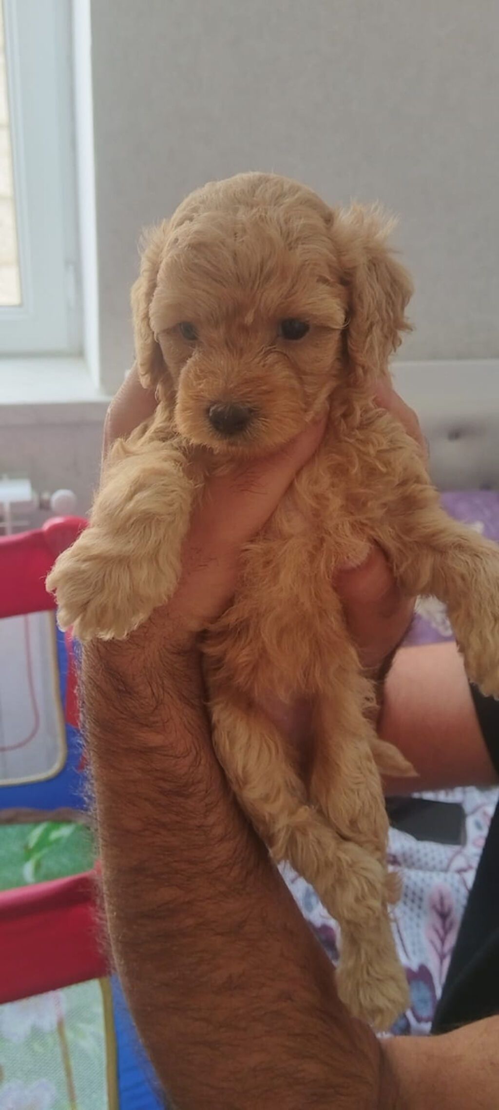 Pudel, 1 ay — Köpəklər, Bakı (9)