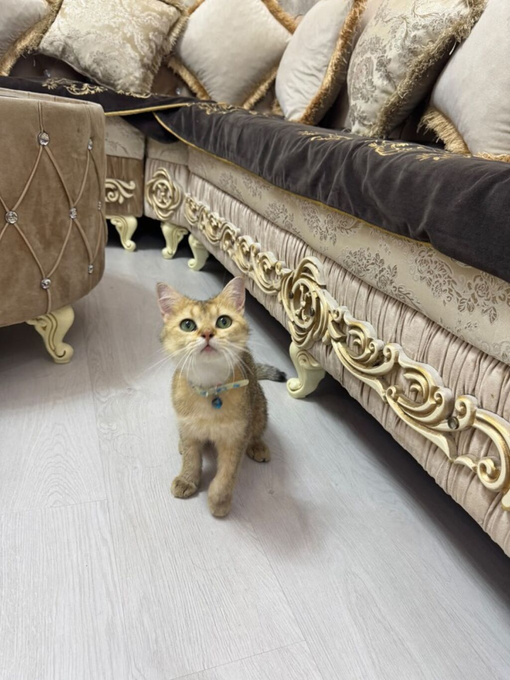 Qızıl şinşilla, Erkək, Yaxşı əllərə, Ünvandan götürmə, Ödənişli çatdırılma — Pişiklər, Bakı